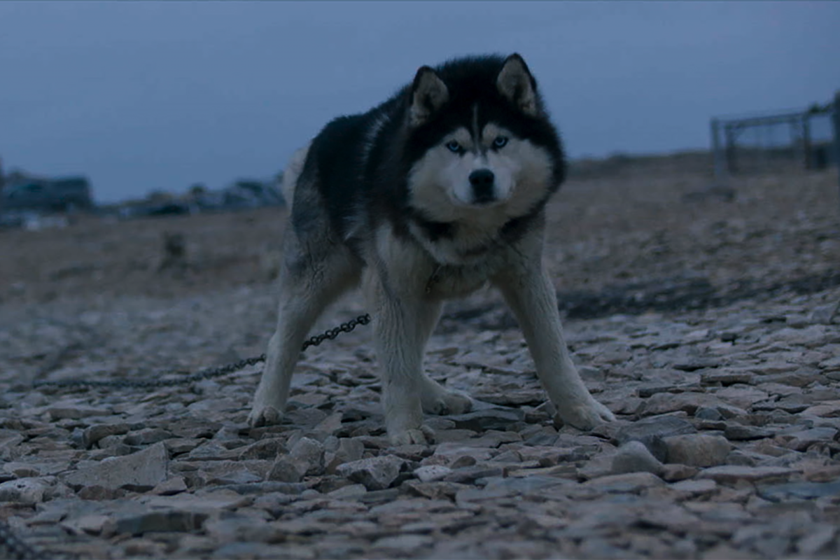 A husky tied up outside