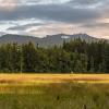 A wetland with low yellow and light green grass with trees and a mountain range in the background.